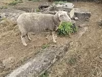 Вівця, Australian merinos sheep — фото 1