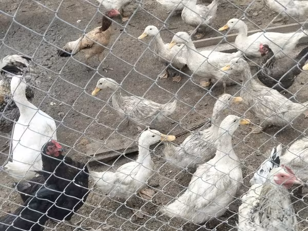 Ducks — Azerbaijan