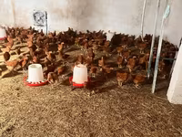Chickens — الصورة 1