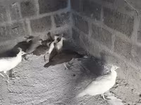 Weiß — Foto 3