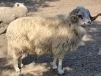公羊, Sheep — 照片 2