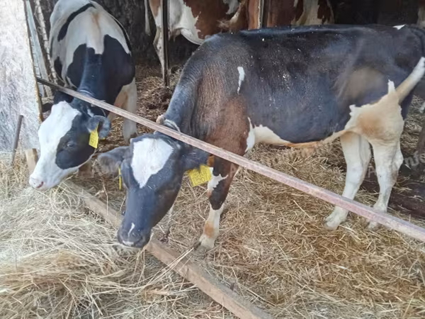 Byk, Russian Black pied cattle