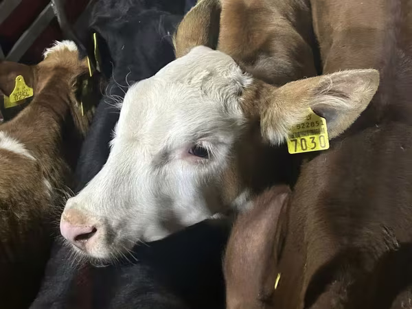 İribuynuzlu mal-qara (partiya, cinsi göstərilməyib), Simmental cattle