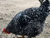 Chickens — फ़ोटो 7