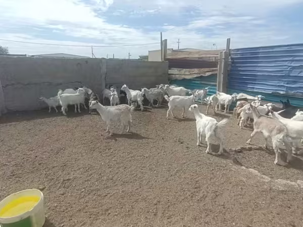 Goat, Goats