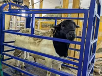 Qoyun, Edilbay sheep — foto 4