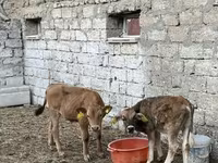 Bull, Cattle — photo 2