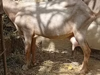 Dişi keçi, Keçilər — foto 1