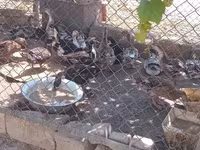 Domestic Muscovy — photo 6