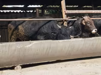 Bulle, Swiss cattle — Foto 2