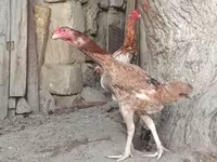 Chickens — foto 2