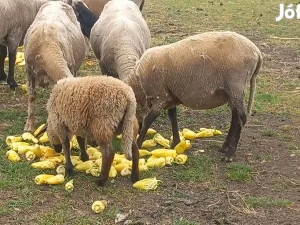 Carneiro, Tsigai sheep