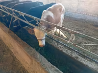 Krava, Swiss cattle — foto 2