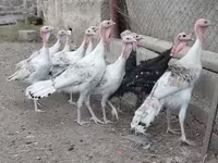 Turkeys — फ़ोटो 2