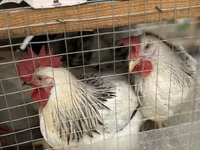 Chickens — photo 6