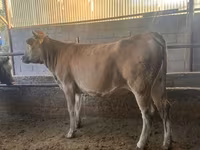 Cow, Swiss cattle — photo 1