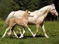 Caballo, American shetland pony — foto 2