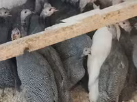 Guinea fowl — 3-rasm