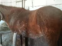 Égua, Kazakh horse — foto 3