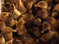 Ducks — Foto 4