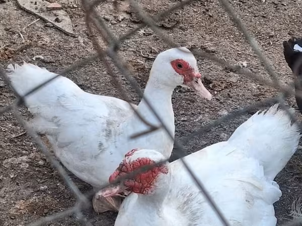 Domestic Muscovy — Azerbaijan