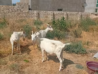 Dişi keçi, Saanen goat — foto 4