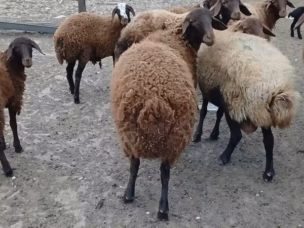 Qoç, Karakul sheep