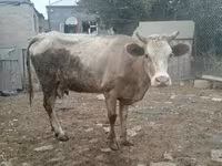 بقرة, Simmental cattle — الصورة 1