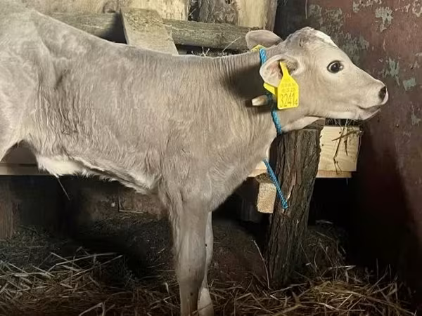 Krowa, Charolais cattle
