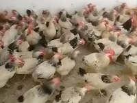 Chickens — foto 4