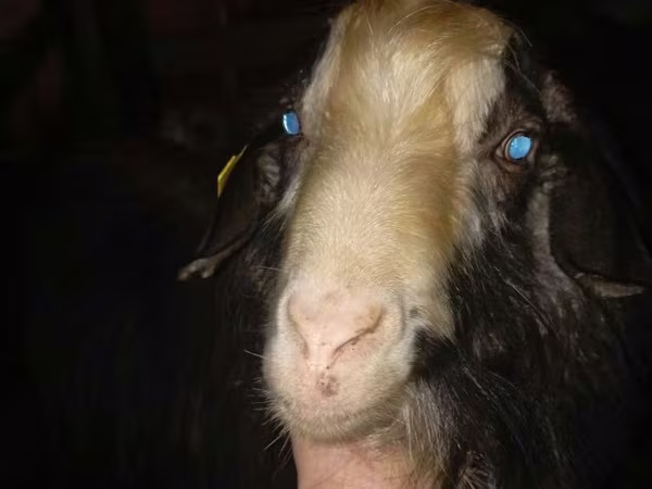 Cabro, Cabras