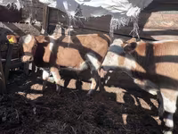 Bulle, Simmental cattle — Foto 3
