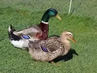 Ducks — foto 1