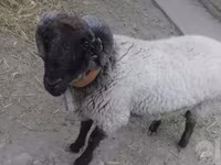 Qoç, Suffolk sheep — foto 1