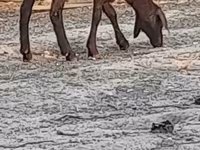 Qoyun, Blackheaded Persian sheep — foto 5