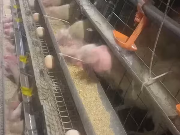 Chickens — أرمينيا