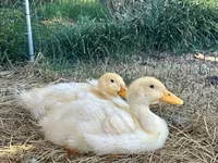 Alman Pekin — foto 1