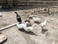 Ducks — photo 3