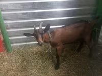 عنزة, Alpine goat — الصورة 4