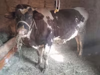 Byk, Russian Black pied cattle — zdjęcie 1