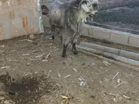 Keçi, Damask goat — foto 1