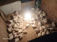 Chickens — फ़ोटो 2