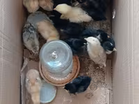 Chickens — photo 8