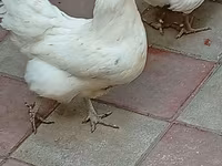 Australorp — foto 2