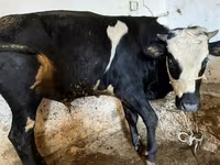 İnək, Russian Black pied cattle — foto 1