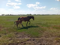 Yegua, Kinsky horse — foto 6