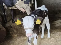 Cow, Russian Black pied cattle — photo 3