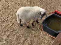 Beran, Tsigai sheep — foto 5