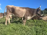 İnək, Simmental cattle — foto 2