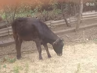 भेड़, भेड़ — फ़ोटो 1